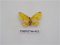 藏品(尺蛾308)的圖片